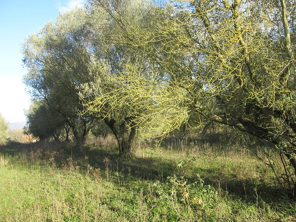 Terreno agricolo con oliveto